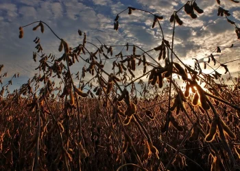 rede de varejo de insumos agrícolas