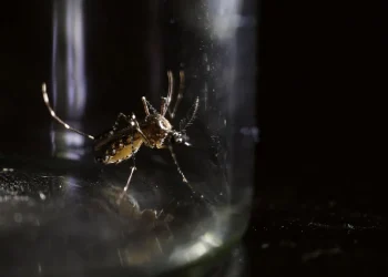 Doença transmitida pelo mosquito Aedes Aegypti