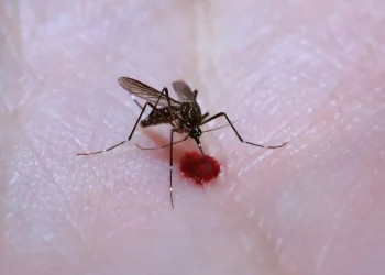 febre amarela, arbovirose, doença transmitida por mosquitos