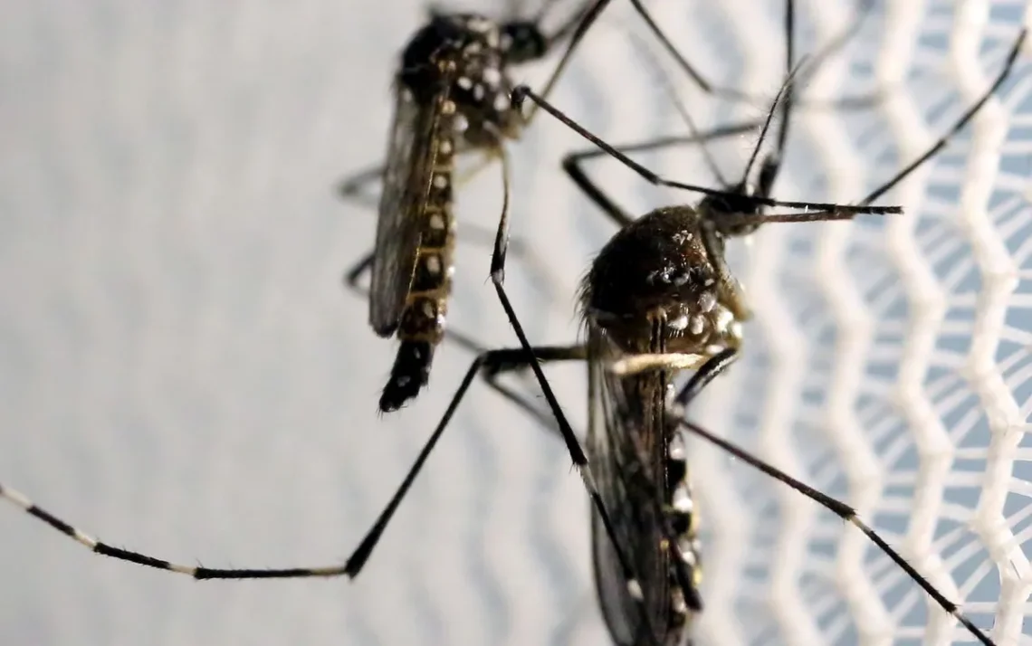 mosquitos transmissores, doenças transmitidas por mosquitos