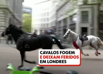 equinos, animais de quatro patas, potros