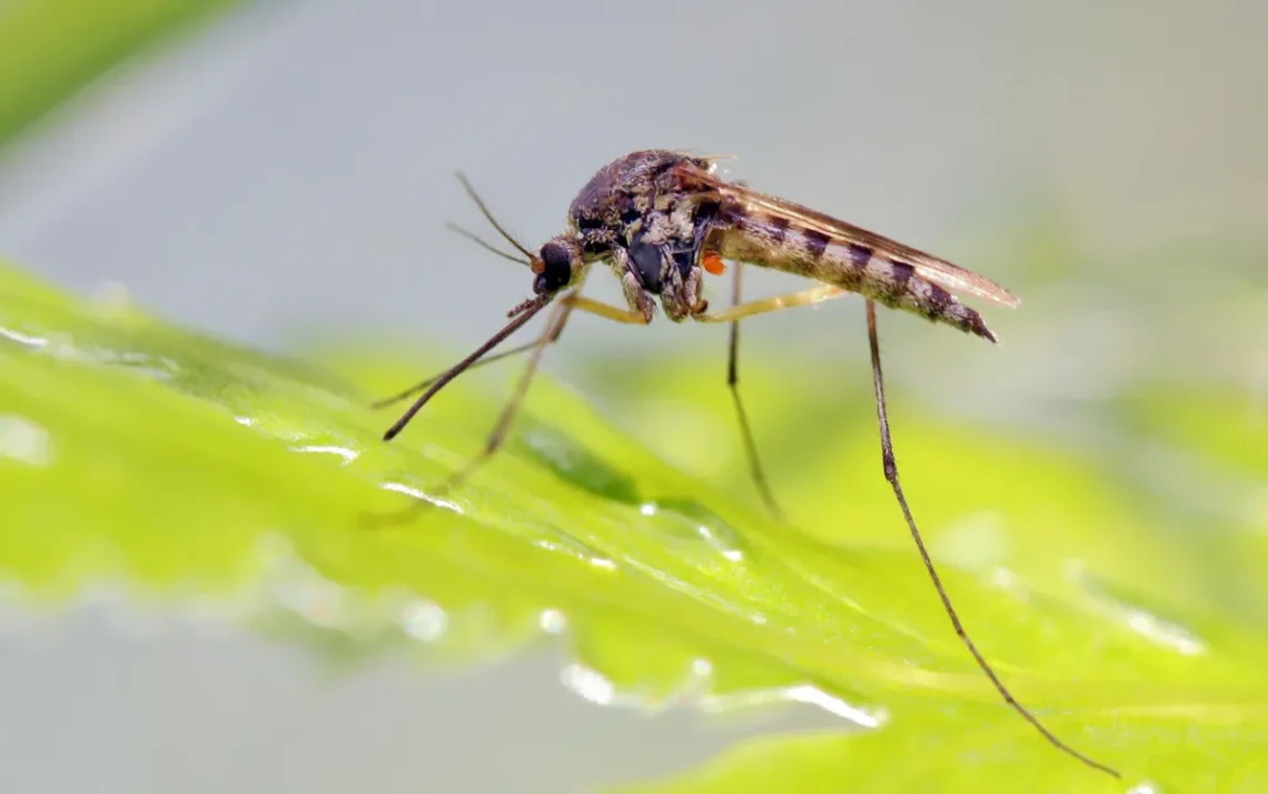dengue tipo 3, sorotipo 3, mosquito Aedes aegypti