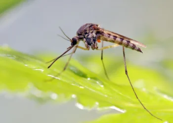 dengue tipo 3, sorotipo 3, mosquito Aedes aegypti