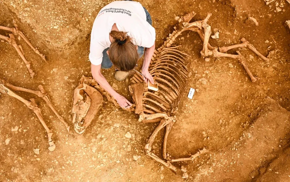 equinas, animais, de montaria, garanhões