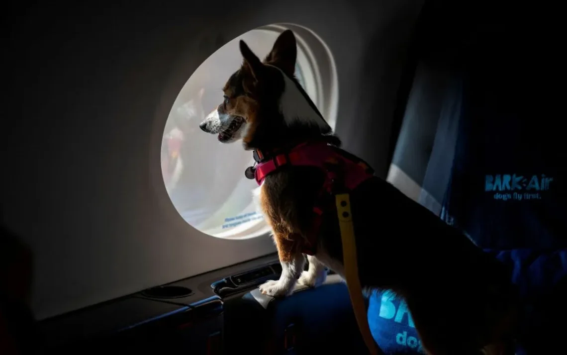 Empresa Aérea, Companhia de Alta Padrão, Cães de Raça, Primeira Classe;