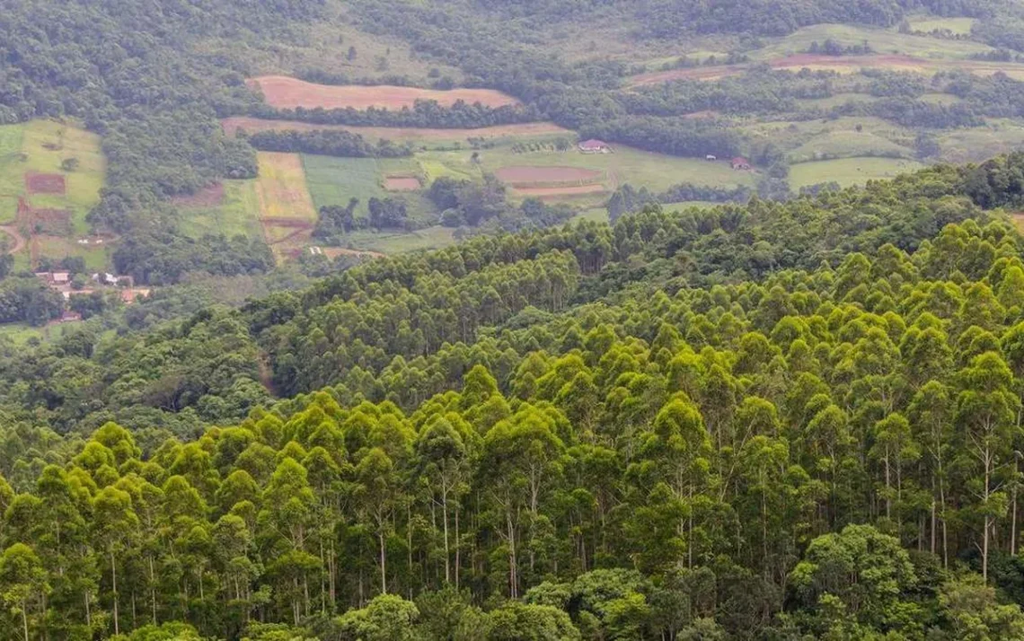 florestas de eucalipto, desertificação, verdes, riscos ambientais;