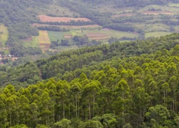 florestas de eucalipto, desertificação, verdes, riscos ambientais;