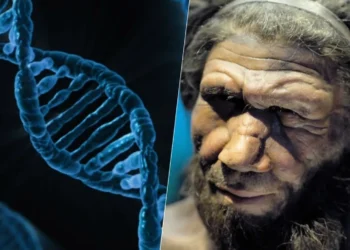 homem de Neandertal, nossos antepassados Neandertais;