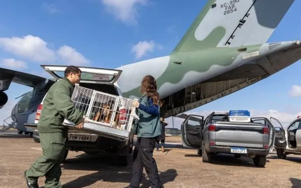 transporte pets, transporte animais de estimação.