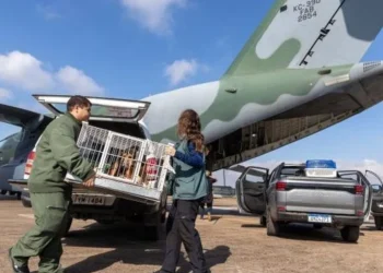 transporte pets, transporte animais de estimação.