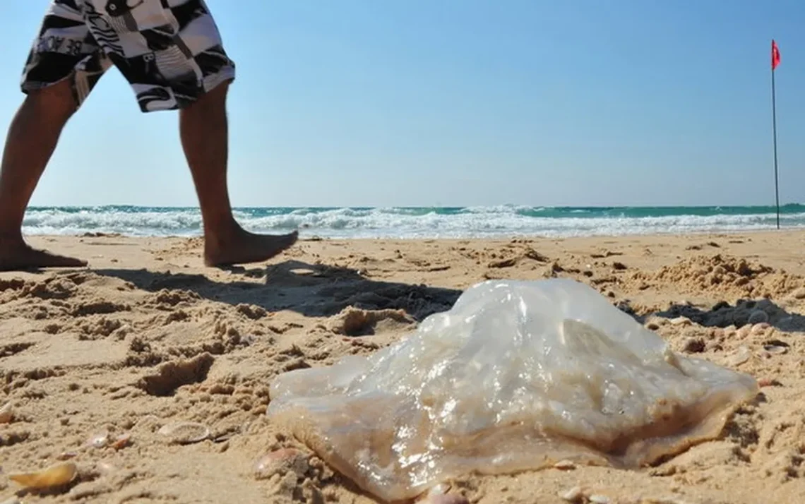 águas-vivas, queimadura, água-marinha, ferimento, água com vitalidade;