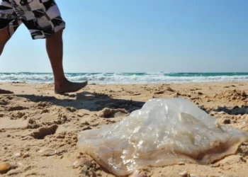 águas-vivas, queimadura, água-marinha, ferimento, água com vitalidade;