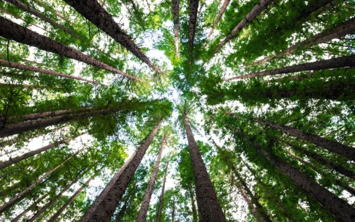 reflorestamento, sustentável, restauração, florestal, plantio, de árvores;