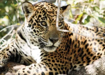 jaguar;