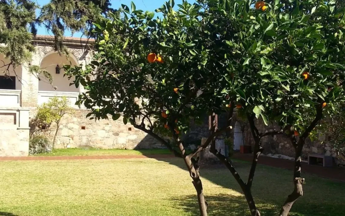 planta, arbusto, vegetação;